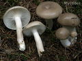 Hygrophorus agathosmus